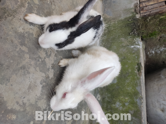 খোরগোস
